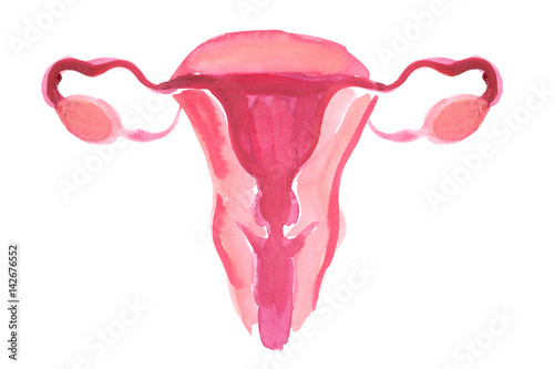 Fényképezés Female reproductive system scheme painted in watercolor on clean white backgroun