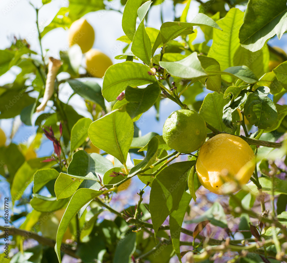 Ripe lemons on lemon tree