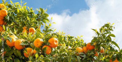 Ripe oranges at orange tree