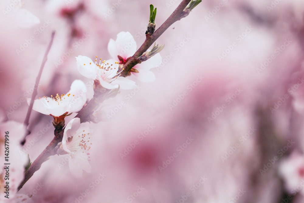 Close up abstract macro shot of beautiful fruit flowers. Short depth of field and selective focus. Close up abstract macro shot of beautiful fruit flowers. Short depth of field and selective focus.