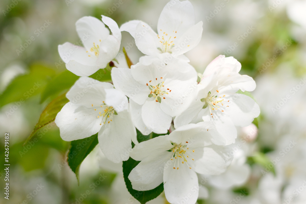 Apple blossoms Apple blossoms