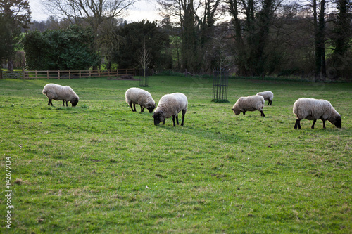 sheep grazing on the beautiful green spring meadow