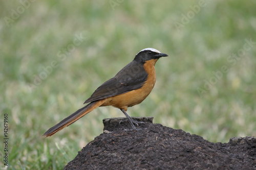 White-crowned robin-chat, Cossypha albicapilla