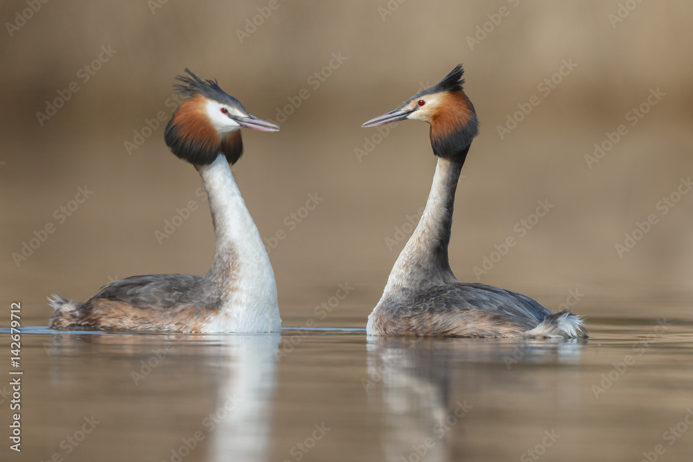 Great Crested Grebe, waterbird (Podiceps cristatus) in mating season Great Crested Grebe, waterbird (Podiceps cristatus) in mating season