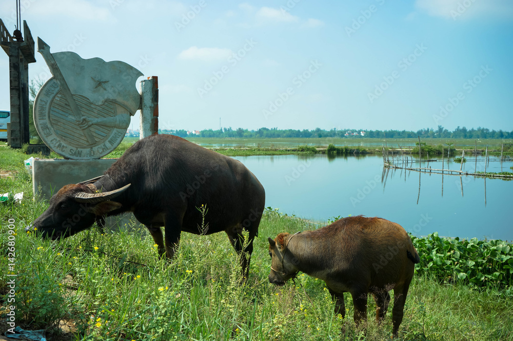 Buffaloes eating grass by the field