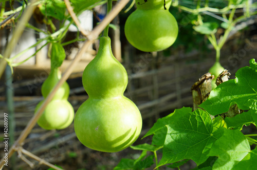 Green bottle gourd on the frame