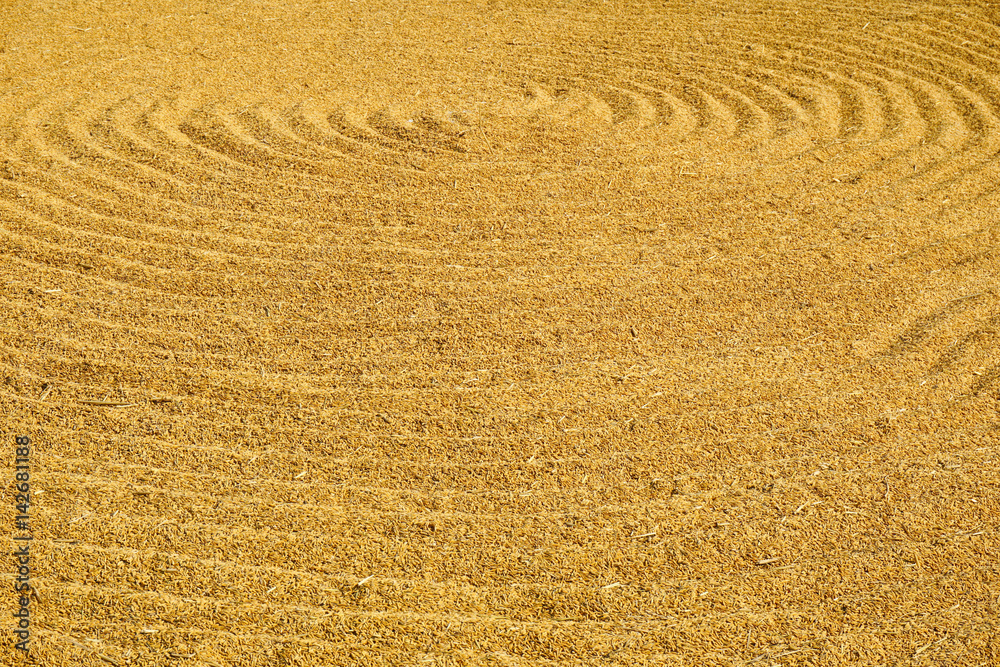 Paddy jasmine rice texture for background and wallpaper in gold color. Thai farmer dry paddy jasmine rice on ground under strong sunlight after harvest and before keep in storeroom Paddy jasmine rice texture for background and wallpaper in gold color. Thai farmer dry paddy jasmine rice on ground under strong sunlight after harvest and before keep in storeroom