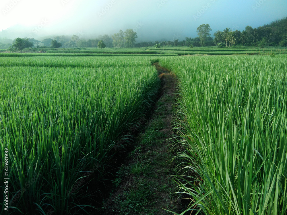 countryside Cornfield