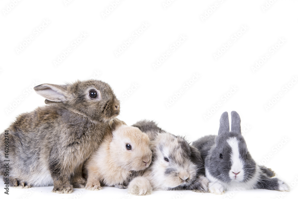 Kaninchen Gruppe StockFoto Adobe Stock
