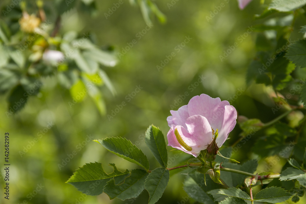 a caterpillar on the flower rosehips