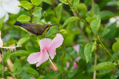 Meet me at the blossom.Olive backed Sunbird( Cinnyris jugularis ) enjoying sweet from pink flower..