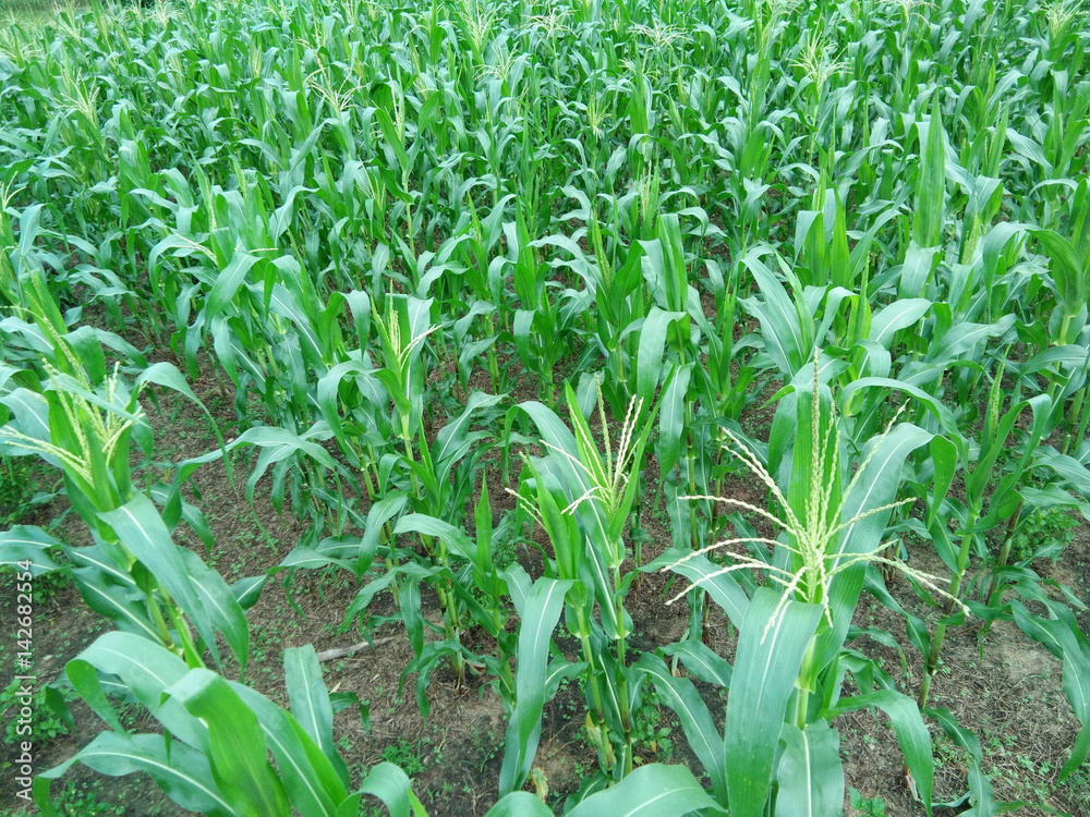 Obraz premium The corn field.