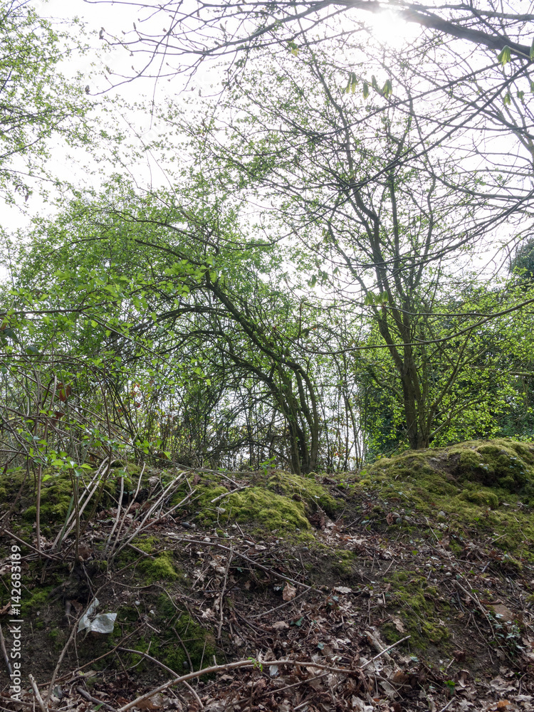 Inside Forest Shot with Trees and a Soil Hill Inside Forest Shot with Trees and a Soil Hill