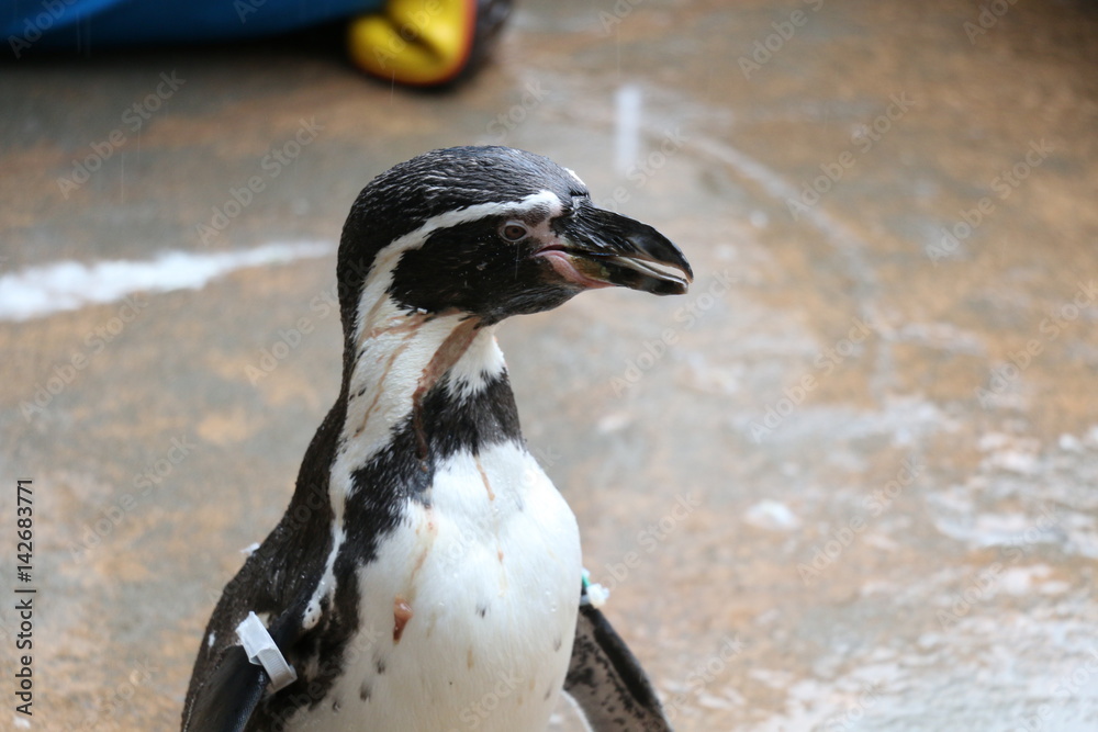 Fototapeta premium The profile of a penguin