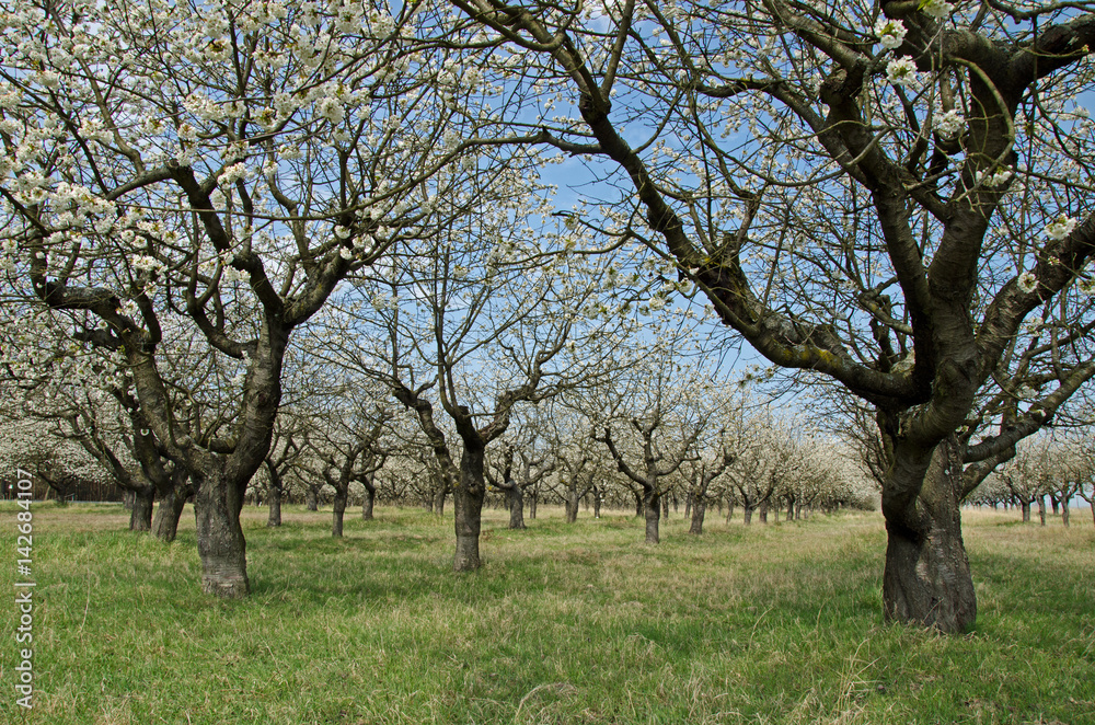 Fototapeta premium Kirschblüte im April
