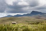 Sheep at Quiraing in Scotland