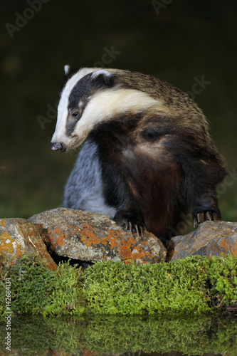 Badger 023