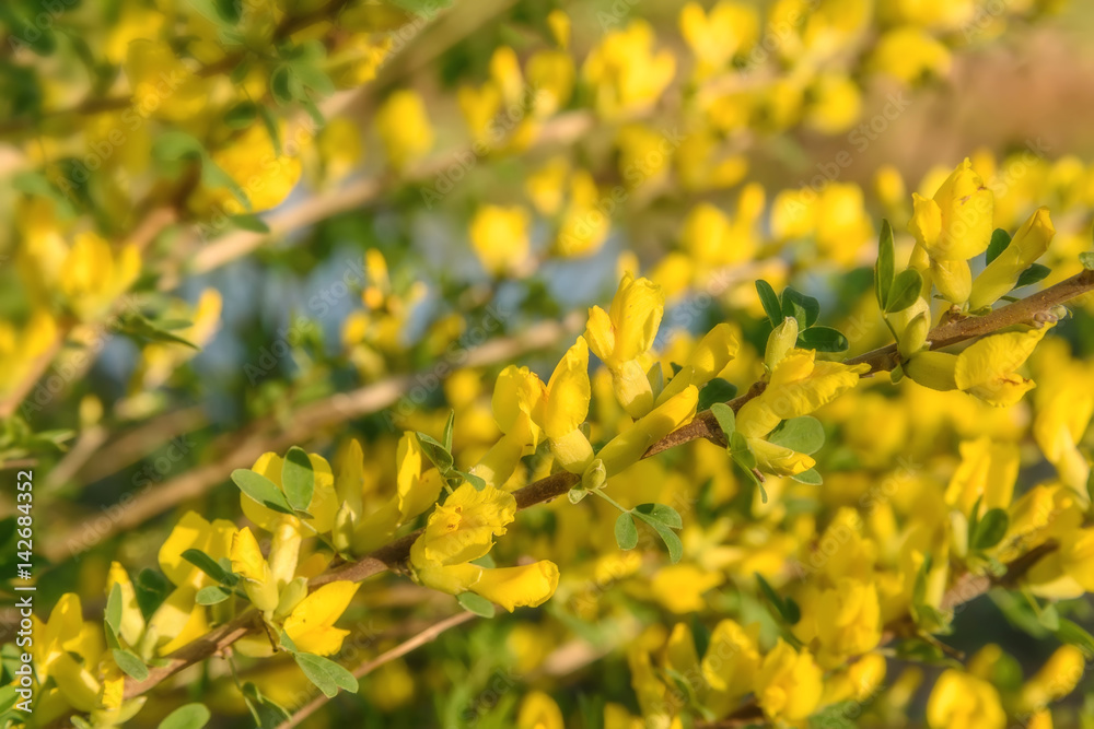 yellow flowers acacia branch background yellow flowers acacia branch background