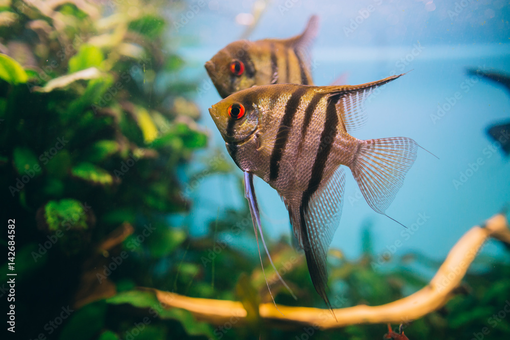 Obraz premium Angelfish Pterophyllum scalare