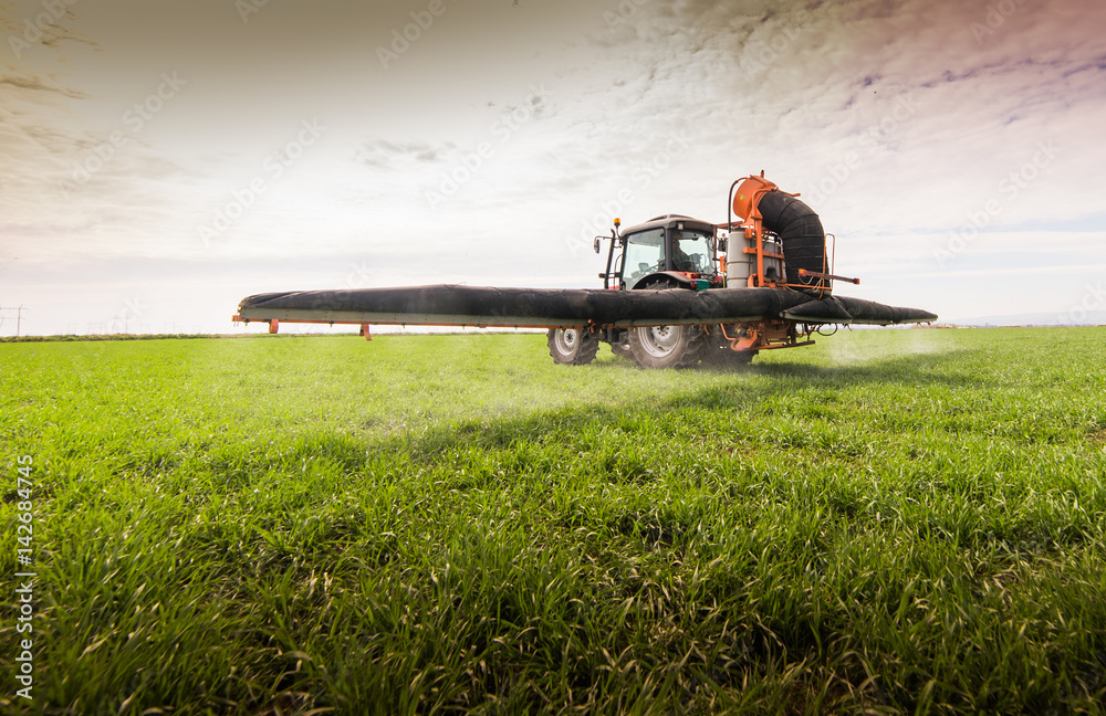 Fototapeta premium Tractor spraying pesticide on wheat field with sprayer