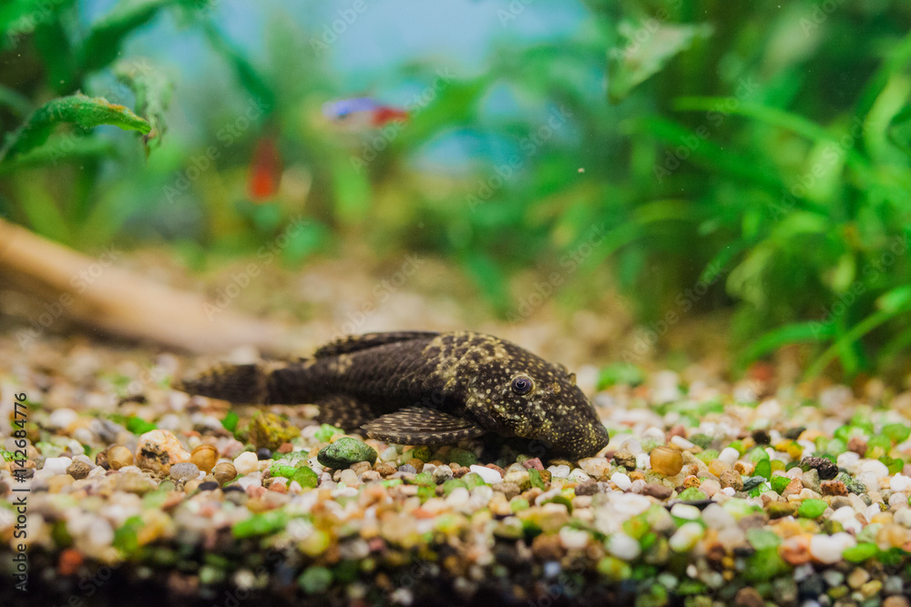 Fototapeta premium Aquarium Fish Bushymouth catfish (Ancistrus dolichopterus)