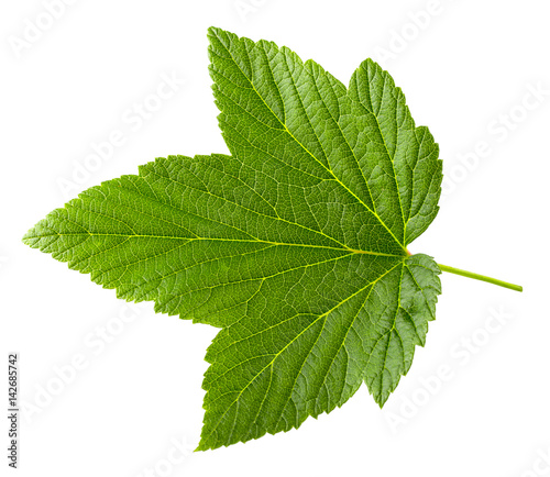 Currant leaf isolated