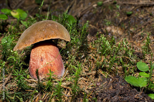 Brown mushrooms in different shapes and sizes