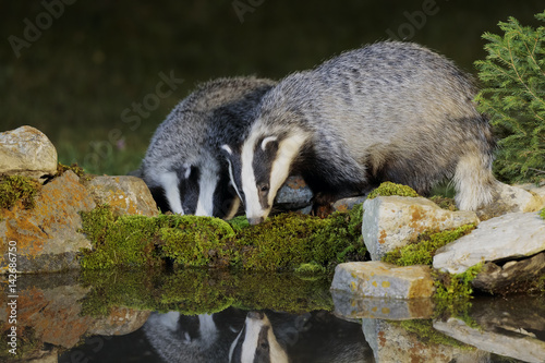 Badger 012