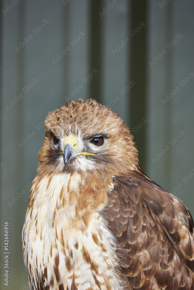 Obraz premium Red tailed Hawk