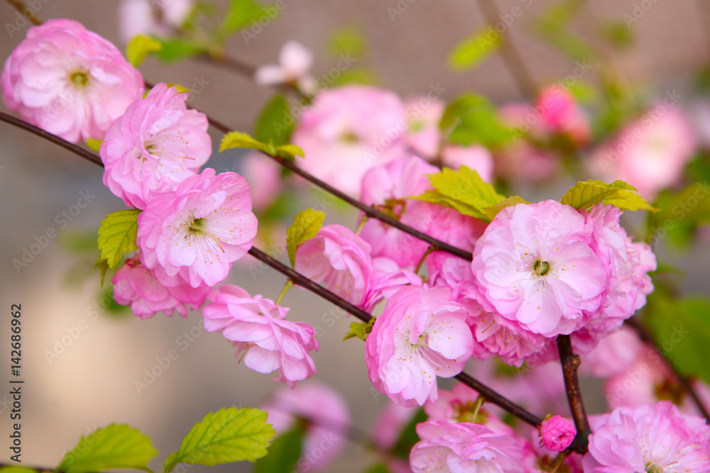 Blooming Japanese plum (Prunus mume) - obrazy, fototapety, plakaty 