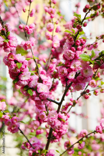 Blooming Japanese plum  Prunus mume 