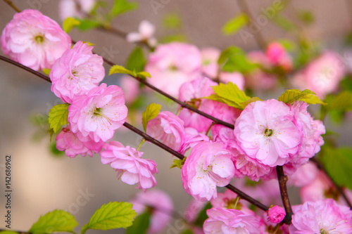 Blooming Japanese plum  Prunus mume 