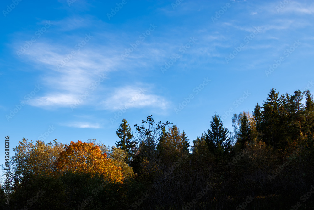 Autumn tree line with blue sky Autumn tree line with blue sky