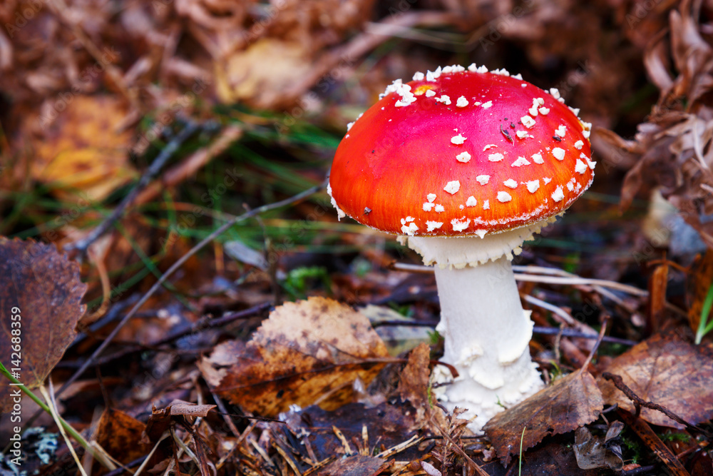 Fly agaric mushroom on forest floor Fly agaric mushroom on forest floor