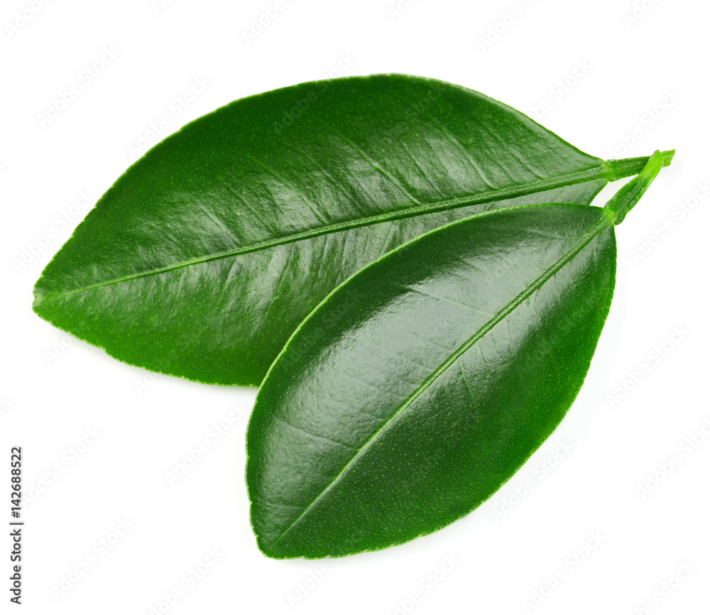 Obraz premium Citrus leaves isolated