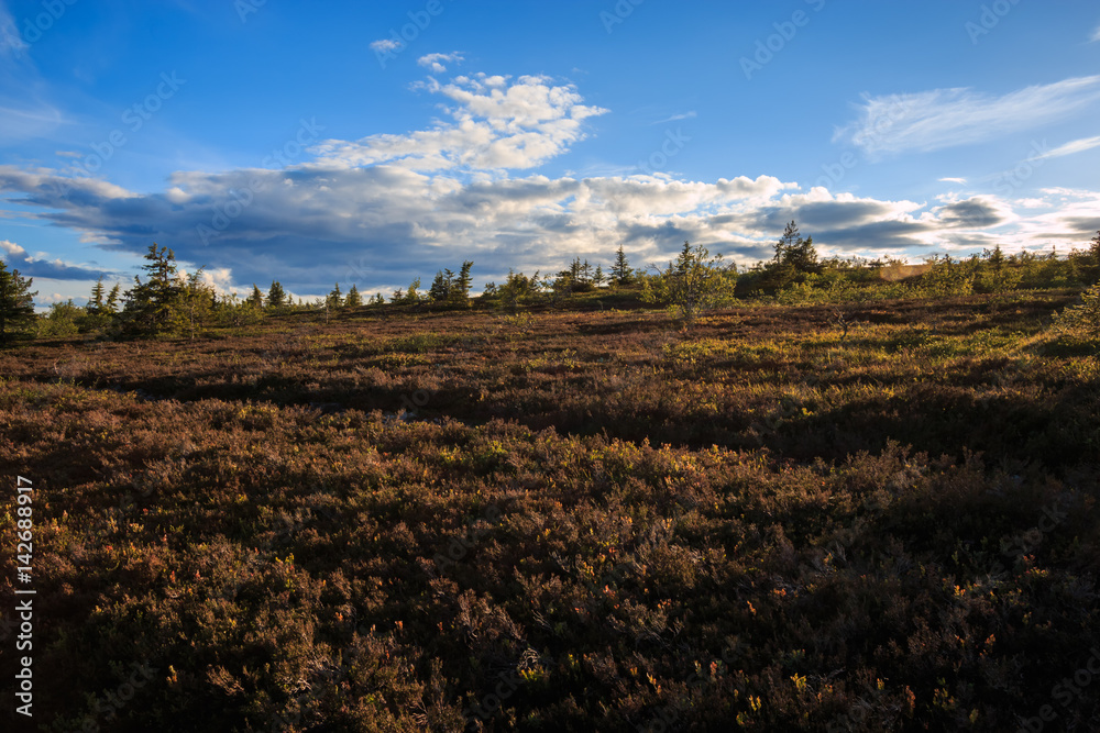Swedish Mountains landscape with Heather in moorland