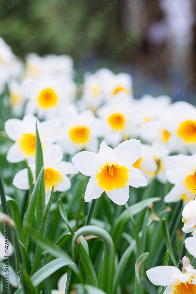 Lovely field with bright yellow and white daffodils (Narcissus). Lovely field with bright yellow and white daffodils (Narcissus).