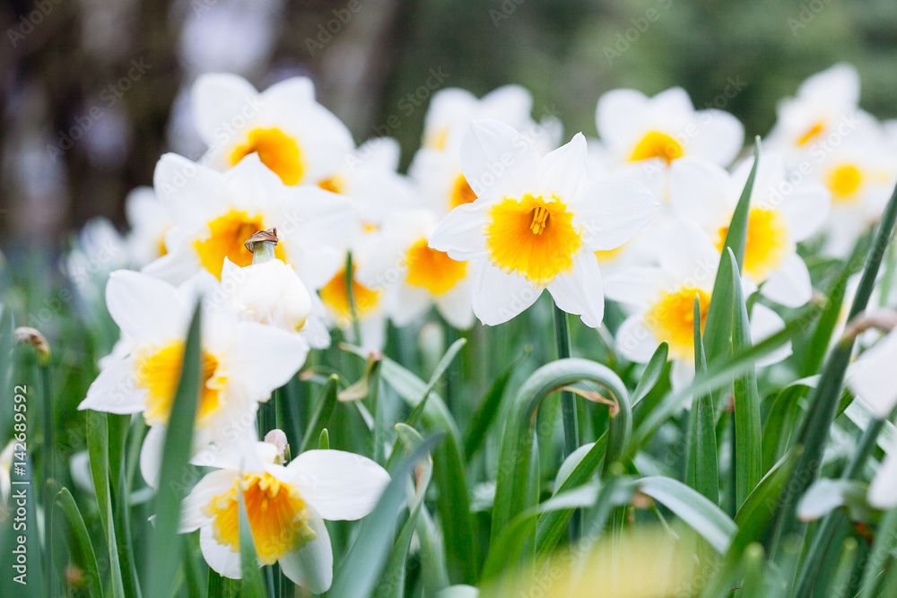 Lovely field with bright yellow and white daffodils (Narcissus). Lovely field with bright yellow and white daffodils (Narcissus).