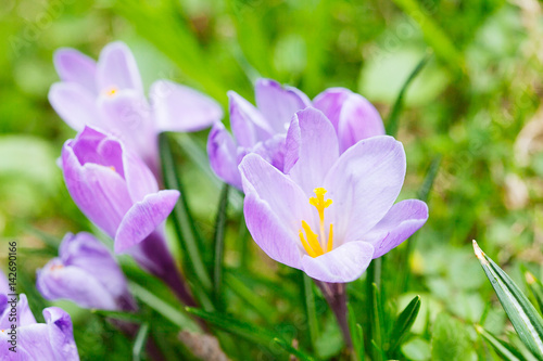 Group of Purple crocus  crocus sativus  with selective soft focus and diffused background in spring 
