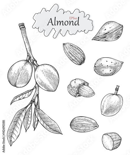 Almond collection hand drawing vintage style.Engraving drawing style
