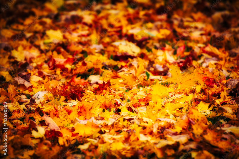 Leaves on forest floor with artistic glow Leaves on forest floor with artistic glow
