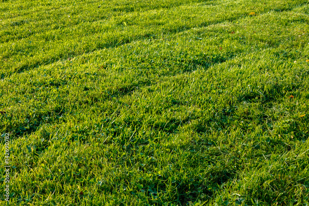 Newly mowed grass lawn with tire diagonals in late afternoon light