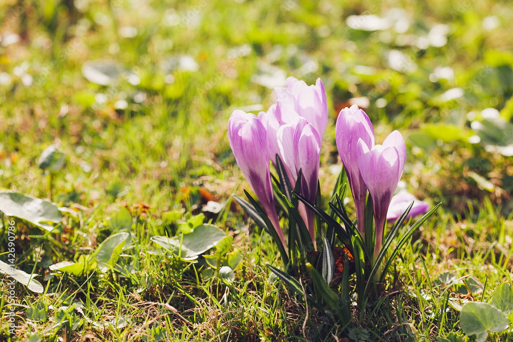 Group of Purple crocus (crocus sativus) with selective/soft focus and diffused background in spring, Group of Purple crocus (crocus sativus) with selective/soft focus and diffused background in spring,