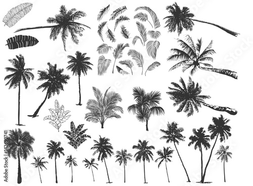 Fotografia tropical palm trees