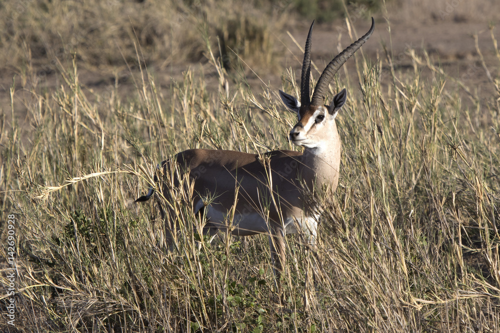 Male Grant gazelles among the high dry grass in the savanna during the dry season Male Grant gazelles among the high dry grass in the savanna during the dry season