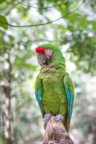 Tropical bird close-up - Military macaw (Ara militaris). Cancun, Mexico.