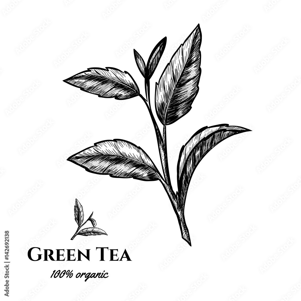 Vector background with green tea plant, leaf . Hand drawn. Vintage style Vector background with green tea plant, leaf . Hand drawn. Vintage style