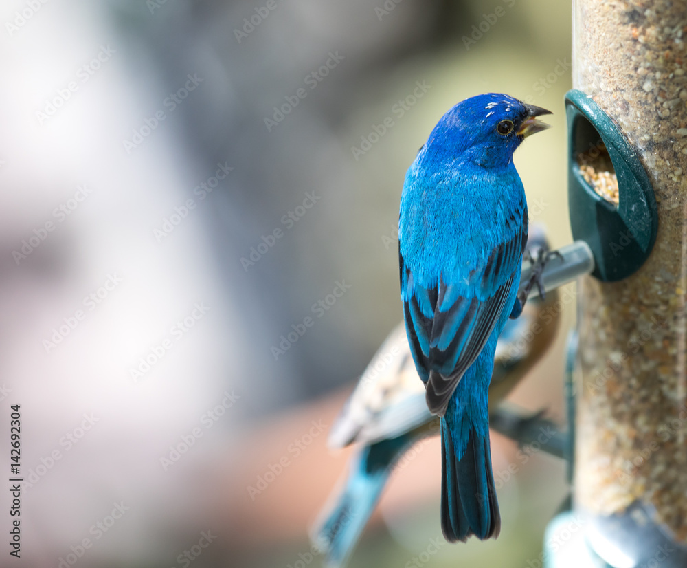 Obraz premium Tropical bird close-up. Cancun, Mexico.