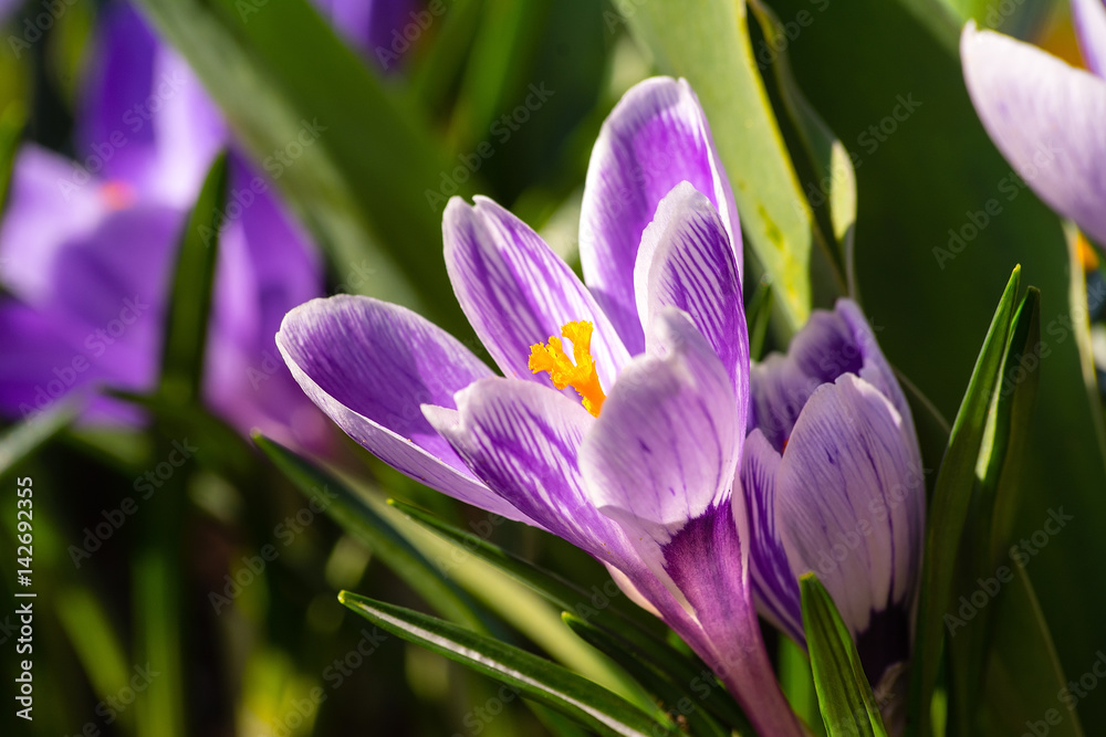 Crocus in the garden Crocus in the garden