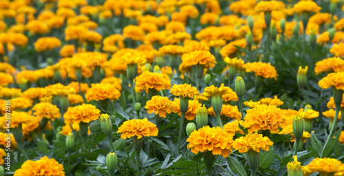 Yellow flower [Marigold] in the park 